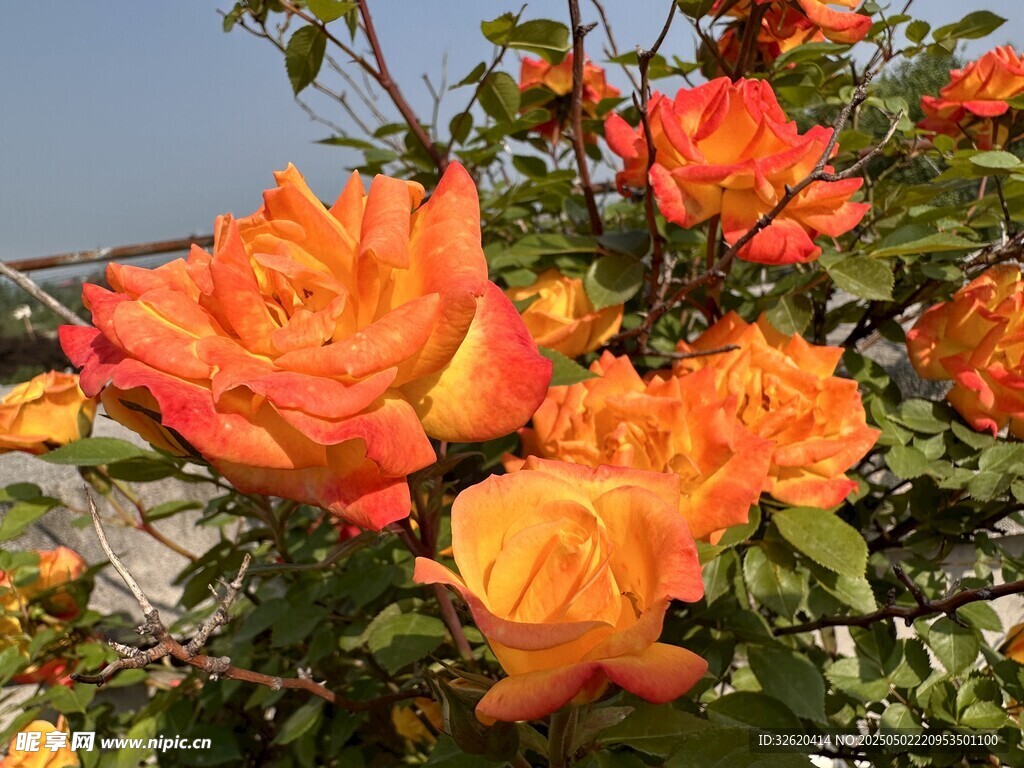 玫瑰花