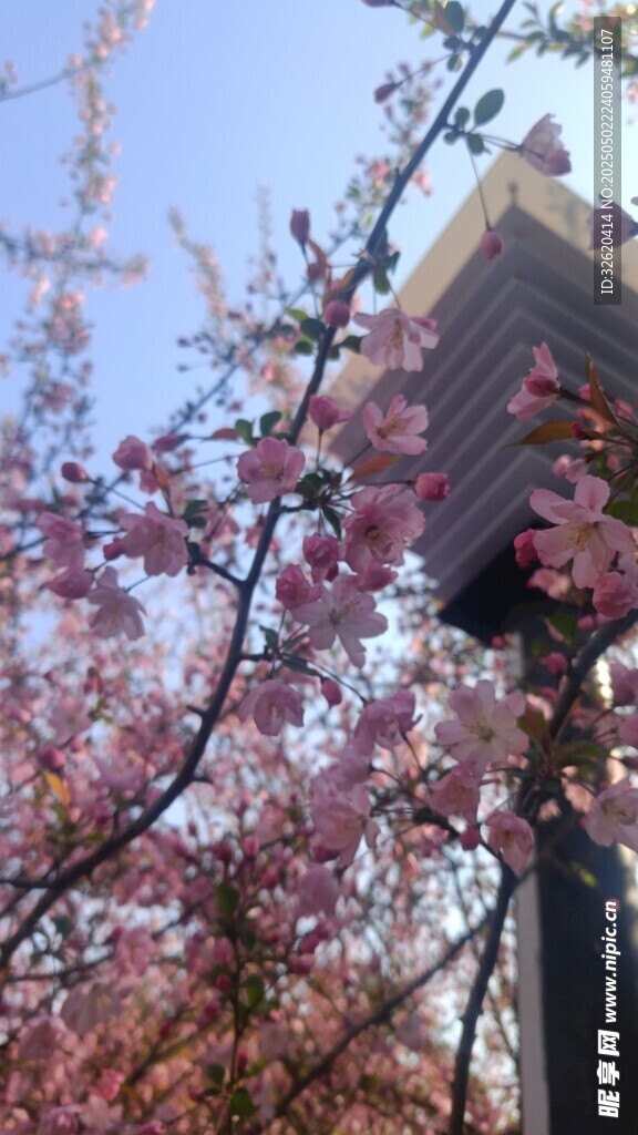 樱花
