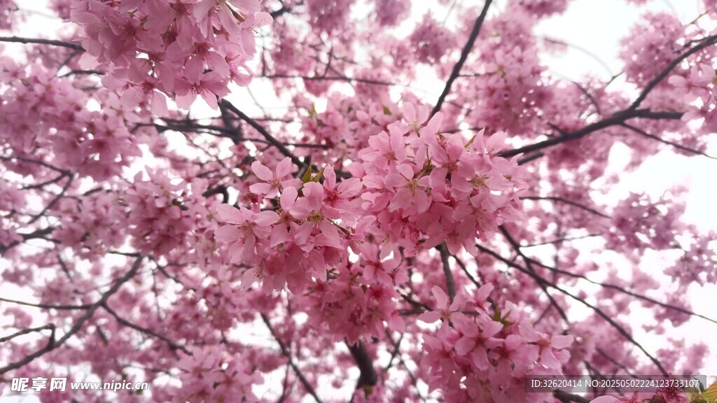 樱花