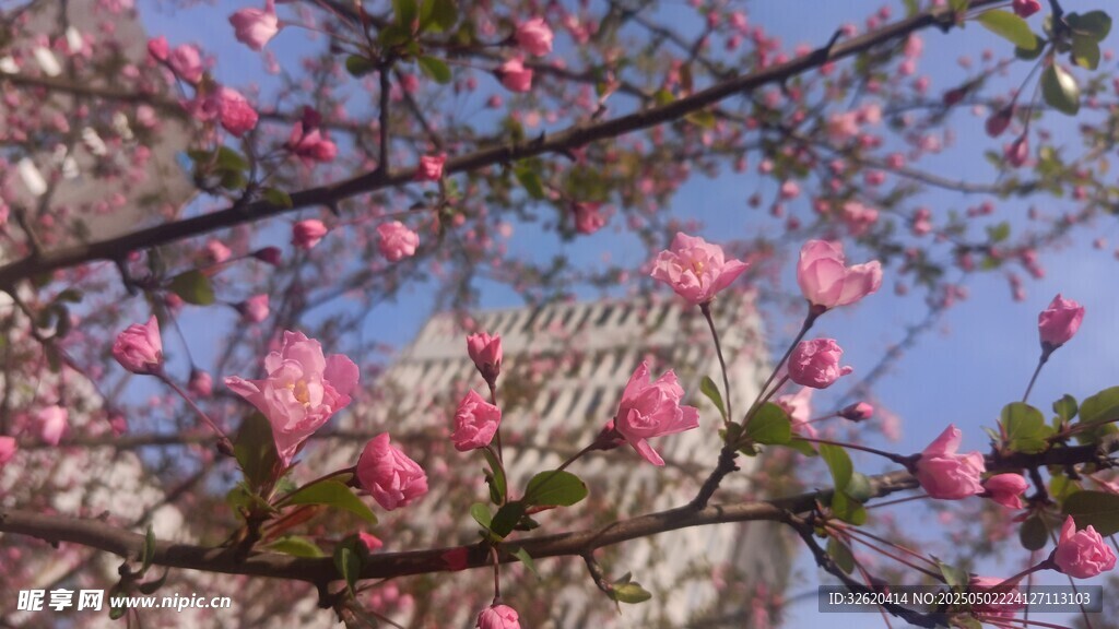 樱花