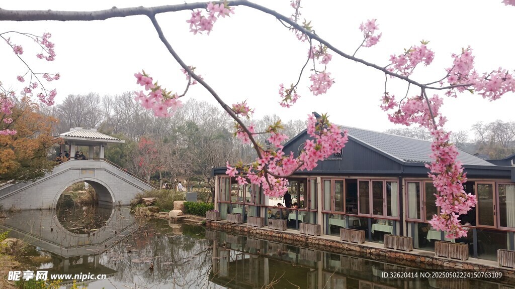 樱花