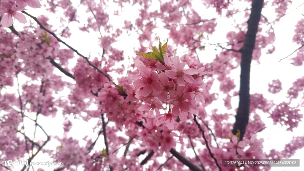 樱花