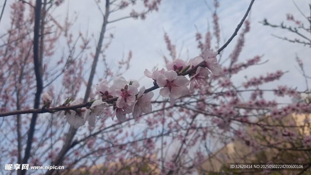 樱花