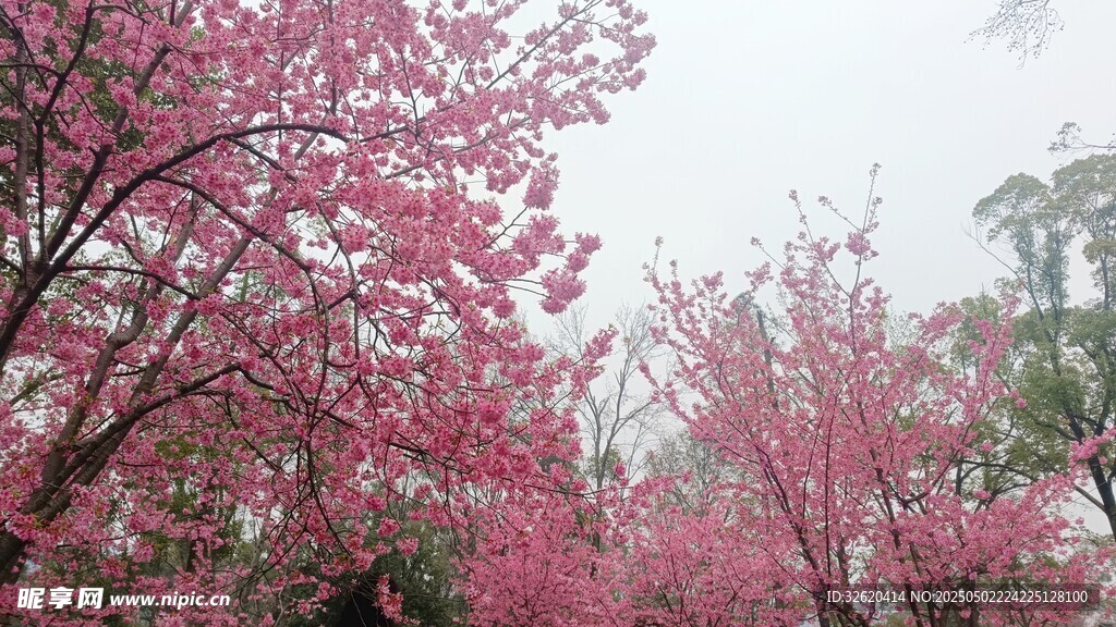 樱花