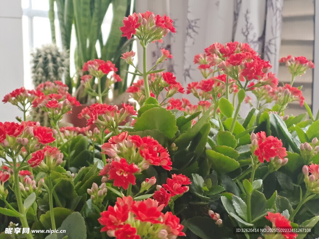 长寿花