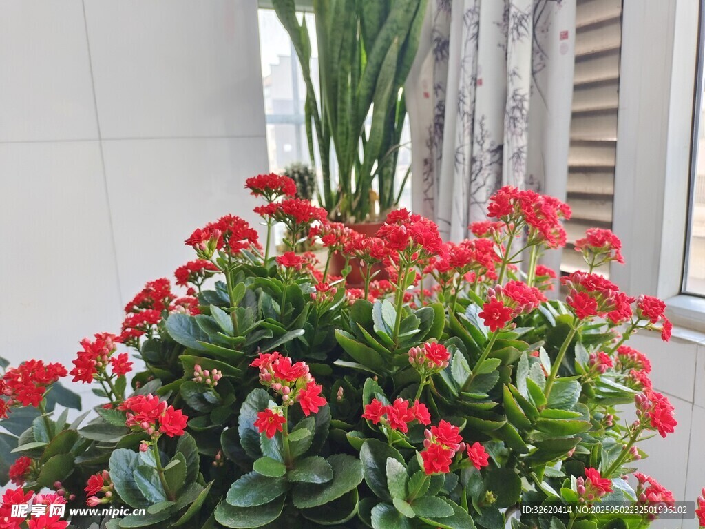 长寿花
