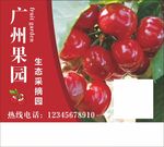 果园采摘
