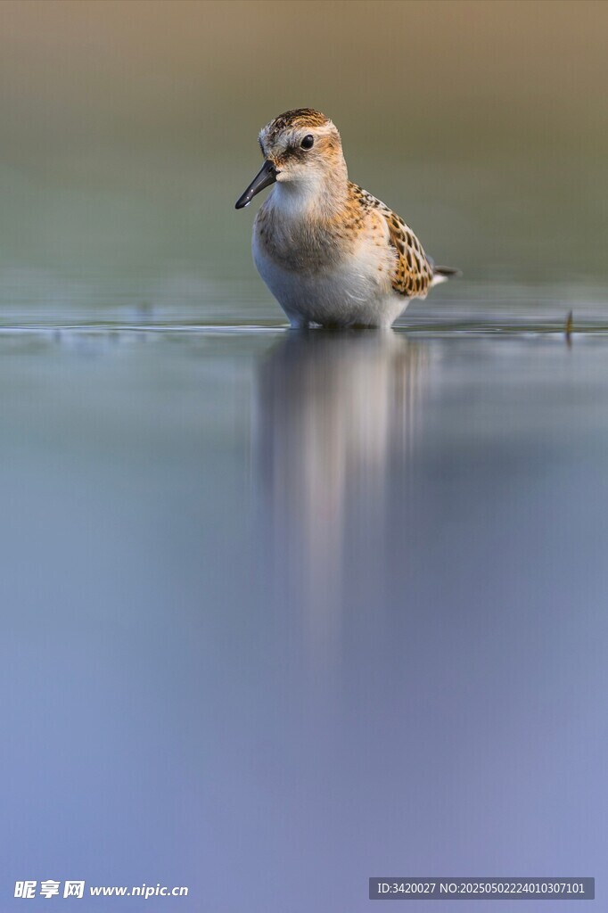 小滨鹬