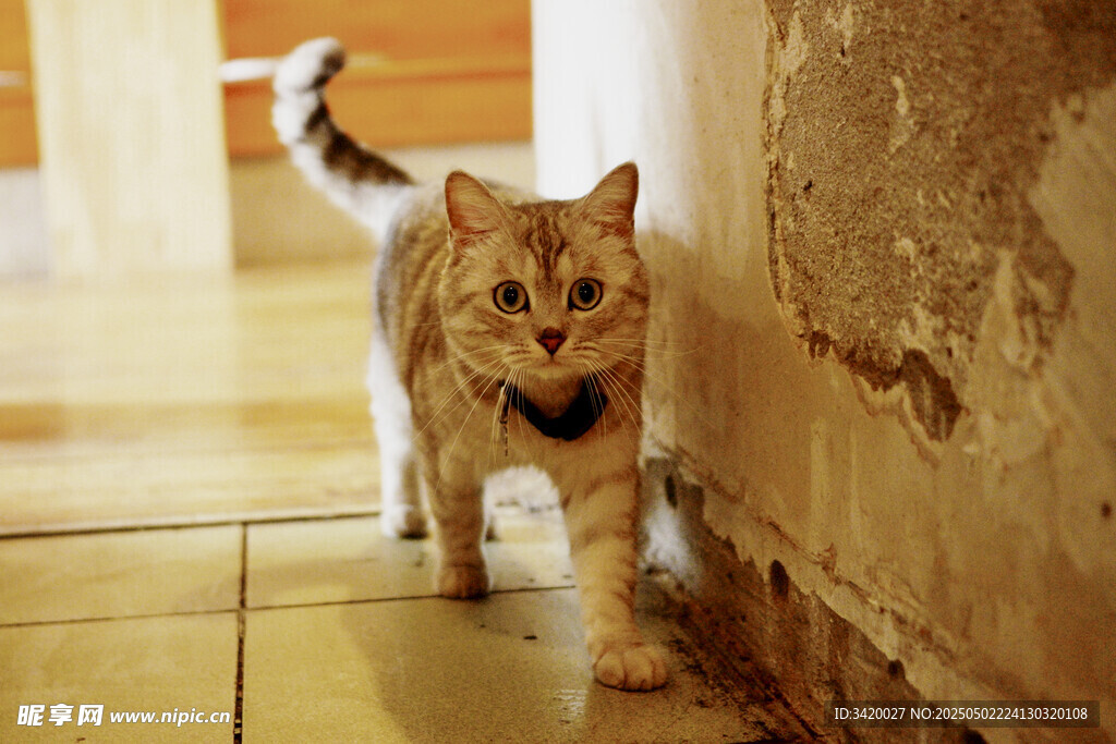 猫咪