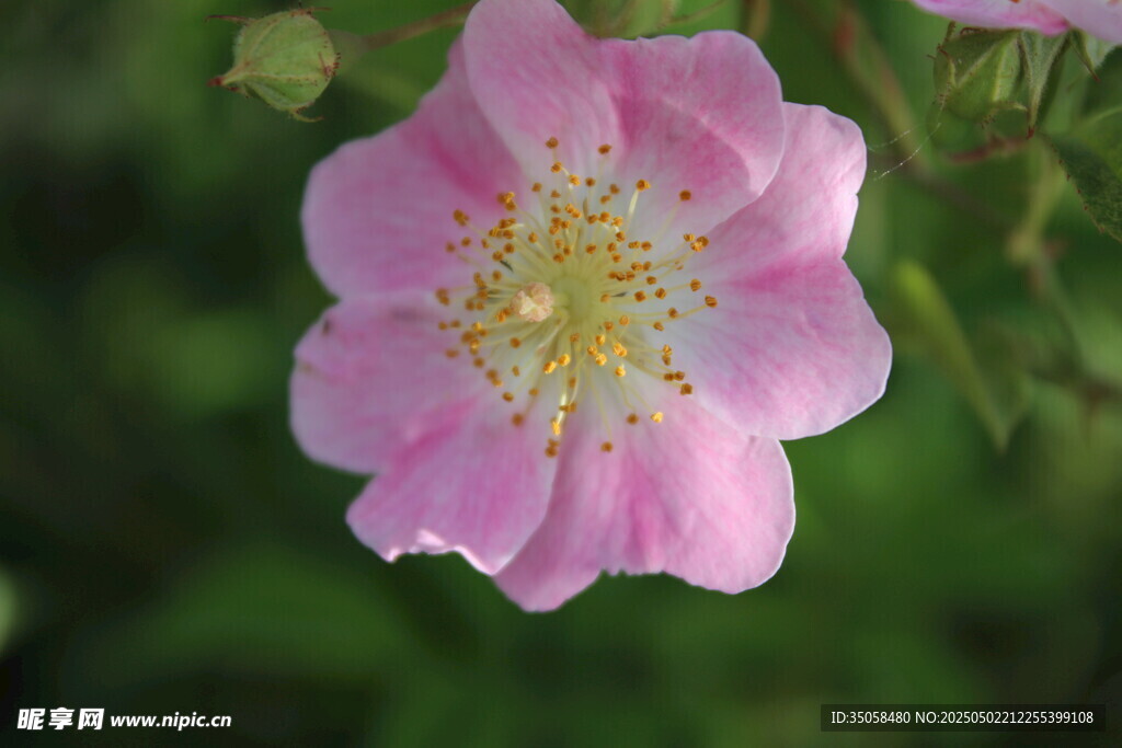 蔷薇花