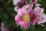 蔷薇花