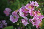蔷薇花