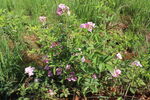 蔷薇花