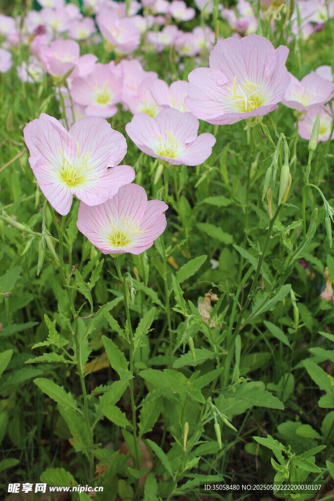 月见草