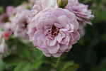 月季花