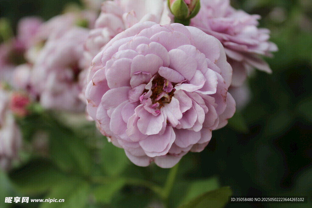 月季花