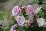 月季花