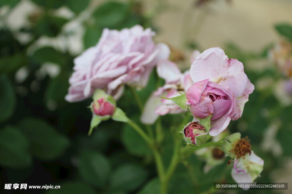 淡粉娇艳月季花