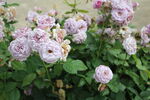 月季花