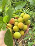 手捧鲜嫩诱人的青黄三华李