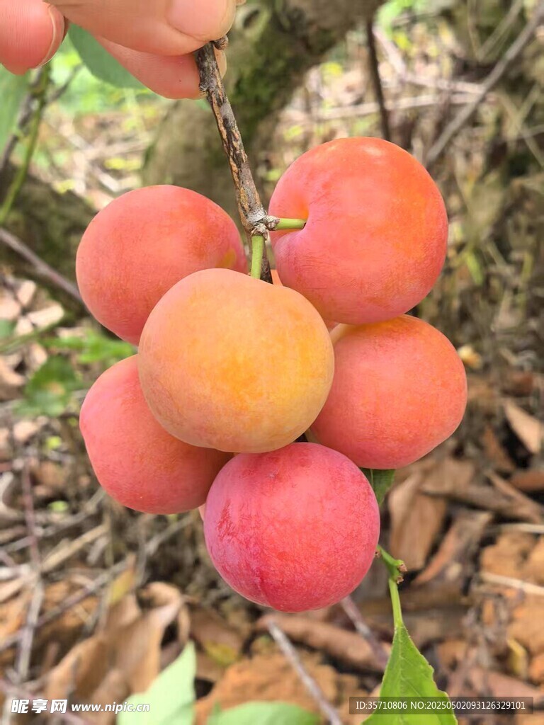 枝头饱满诱人的鲜李