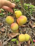 手摘枝头饱满鲜李子
