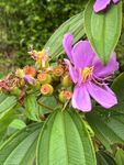 野牡丹果与花