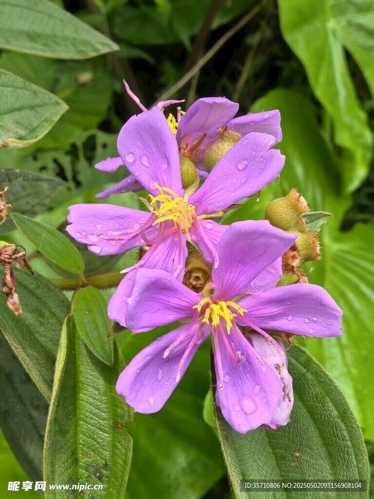 绽放绿叶间的野牡丹花