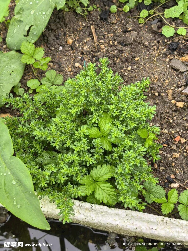 野草生长于泥土旁