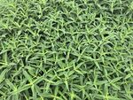 翠绿细长叶片植物特写