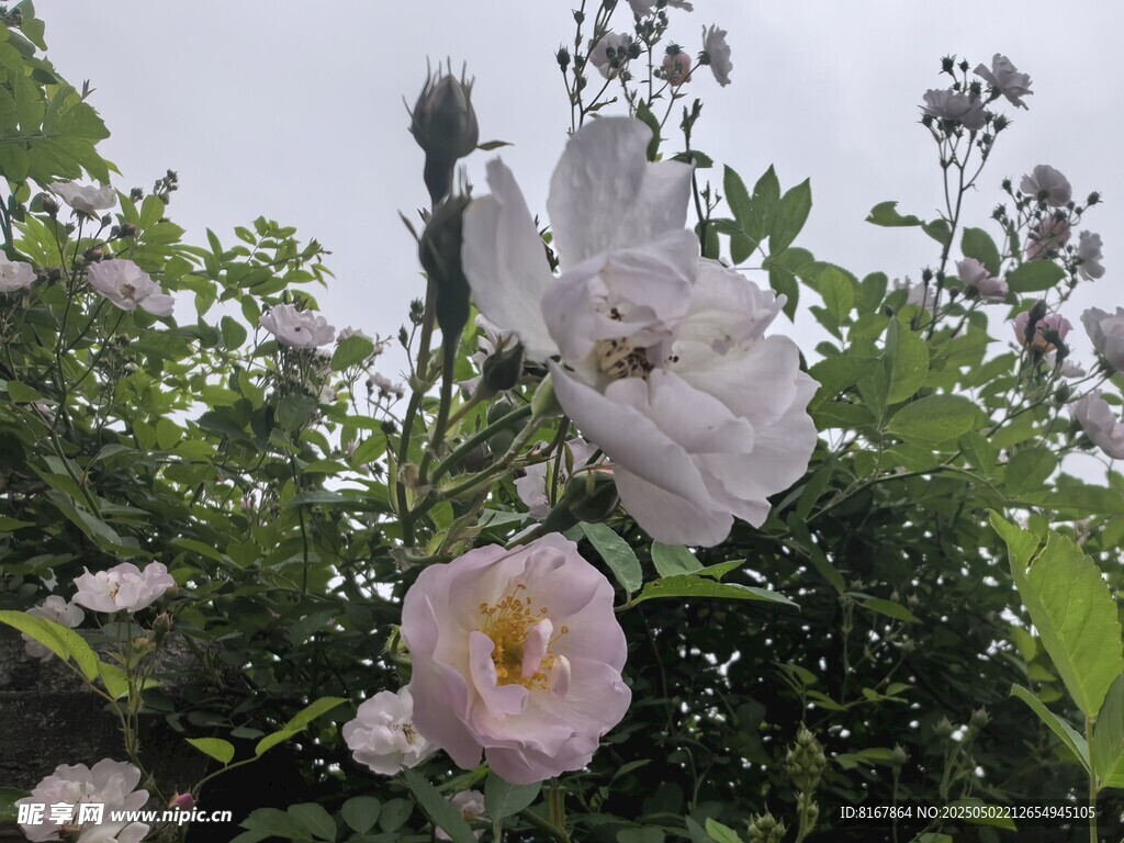 绽放的粉白色蔷薇花
