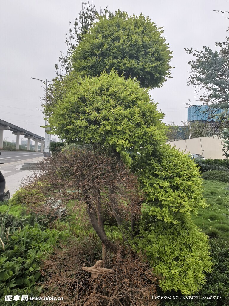 造型独特的绿植景观