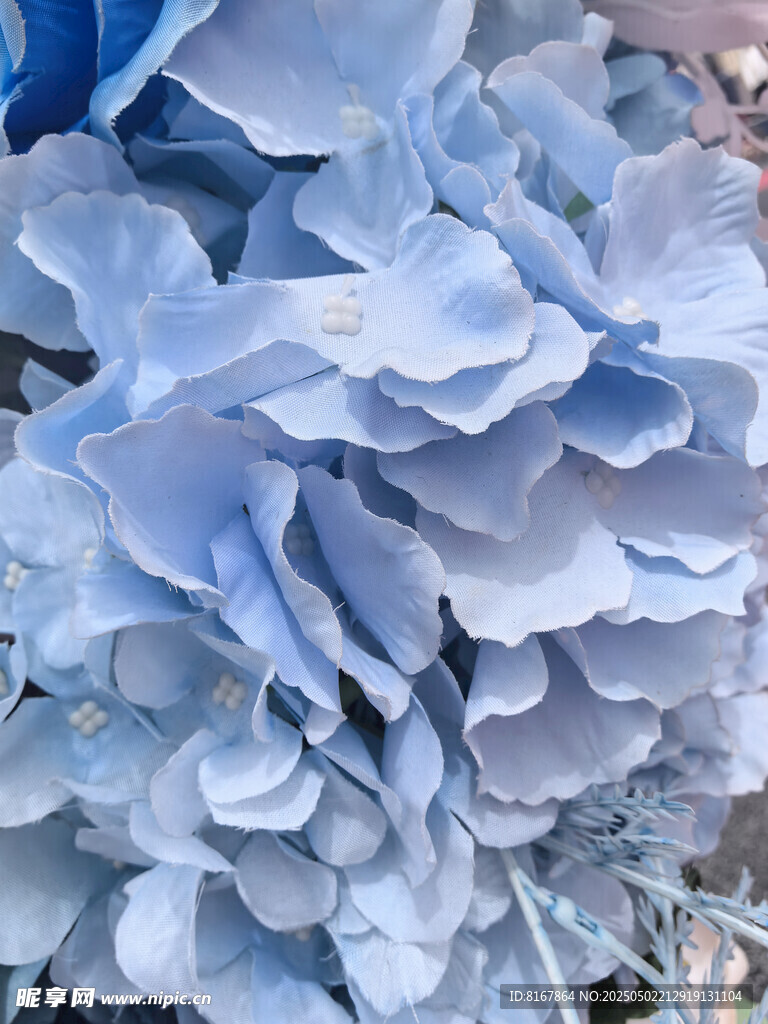 蓝色绣球花特写