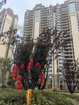 城市高楼旁的繁花绿植