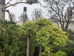 绿意盎然的繁茂植物景观