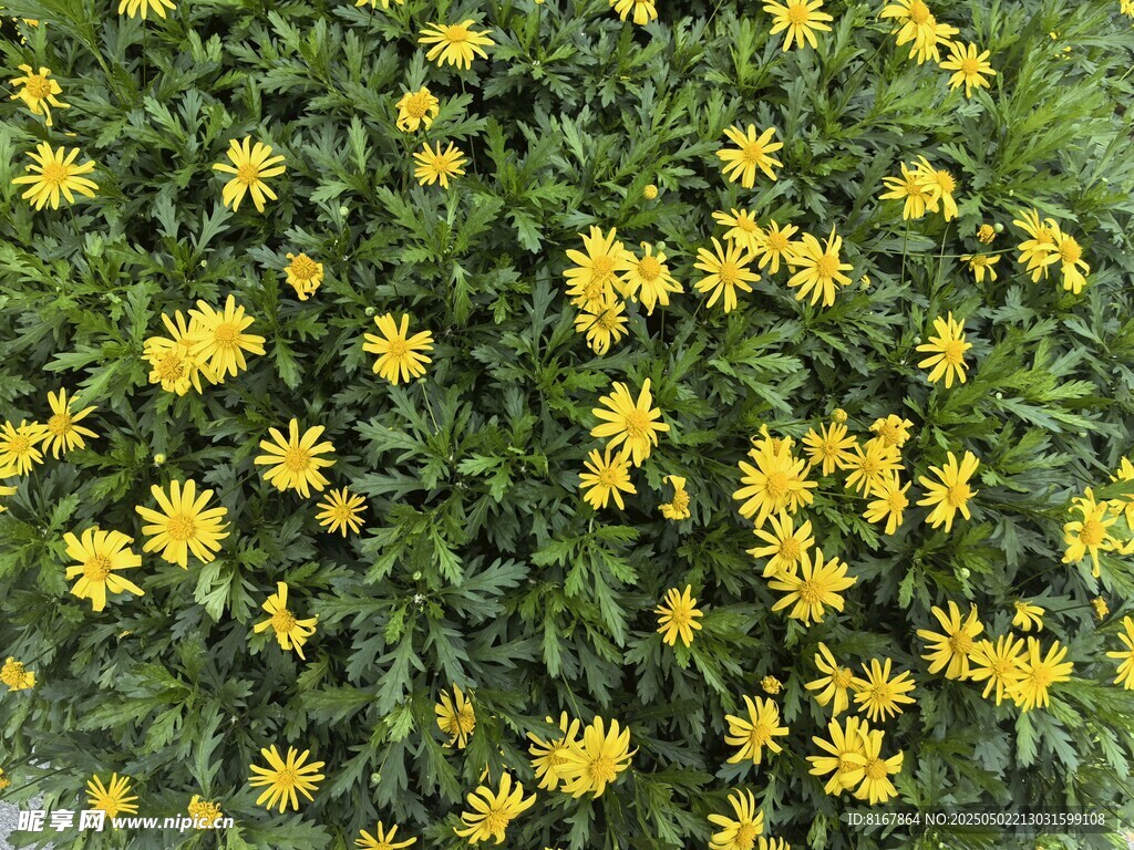 繁茂黄色小花绿植景观
