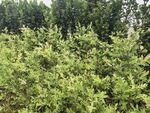 茂密绿植景观