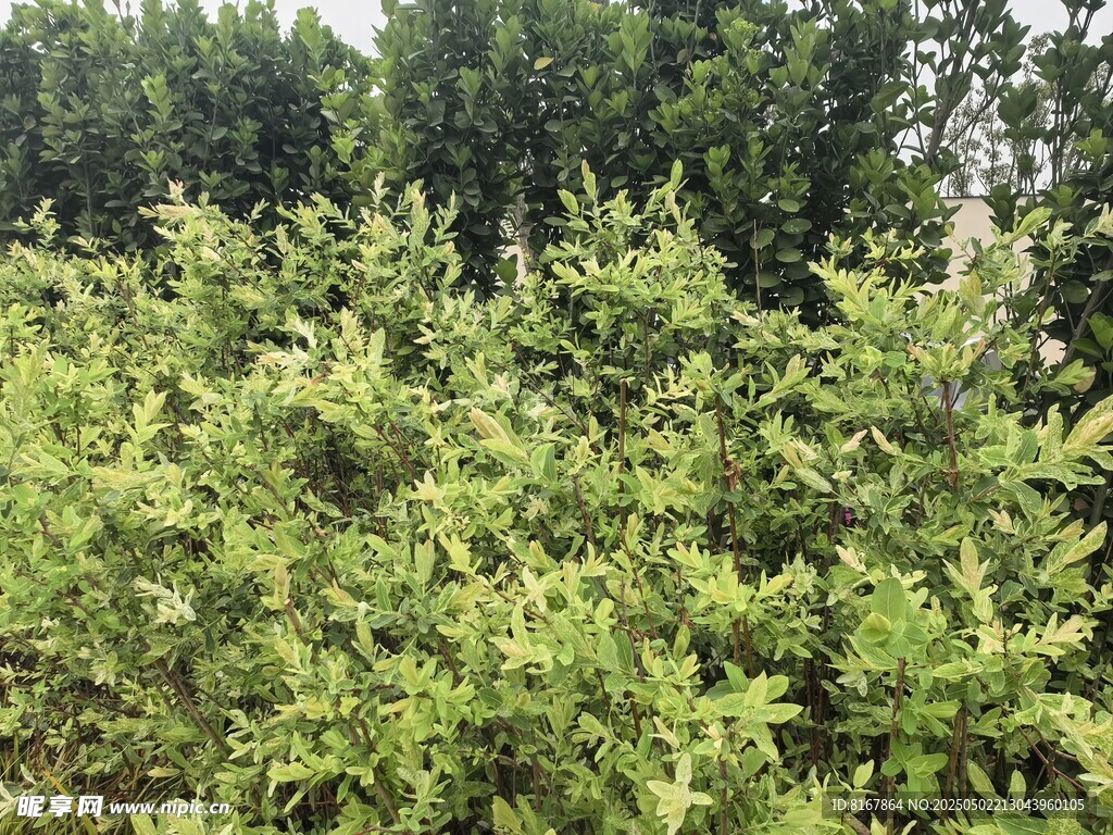 茂密绿植景观