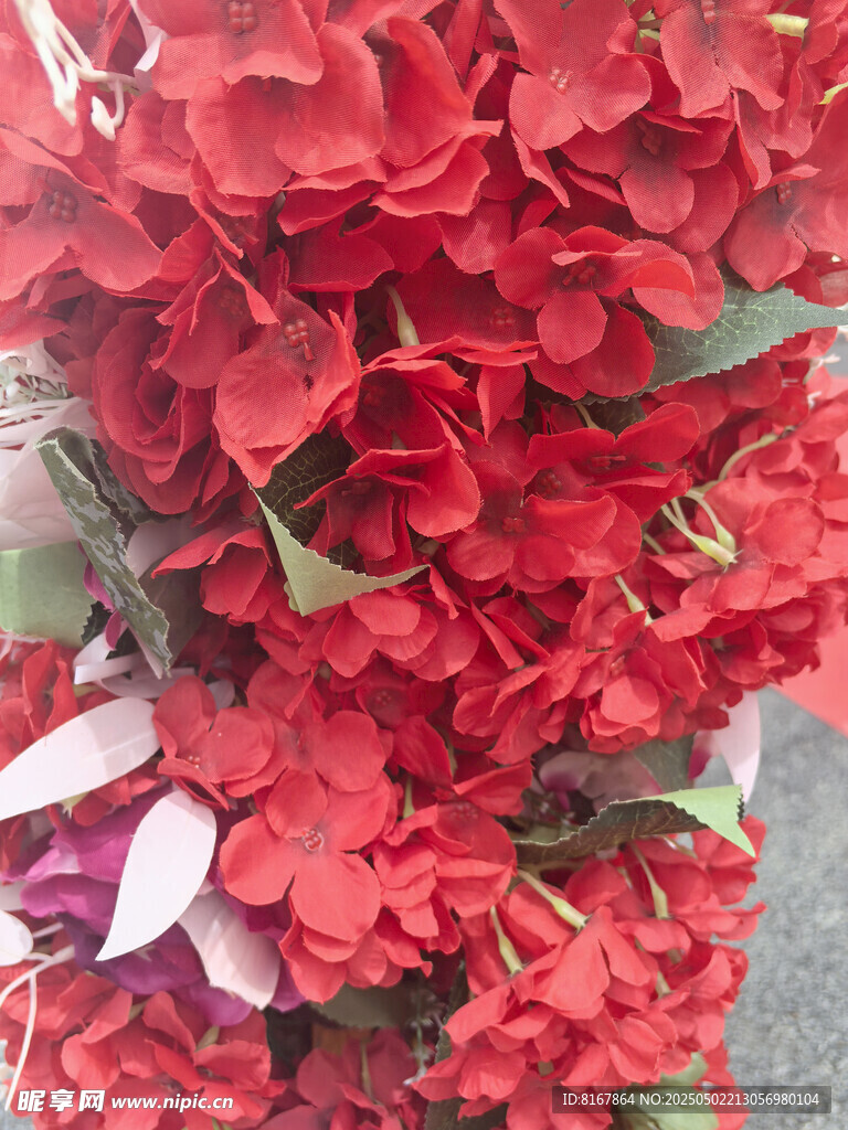 鲜艳红色花卉特写