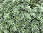 银叶菊植物特写