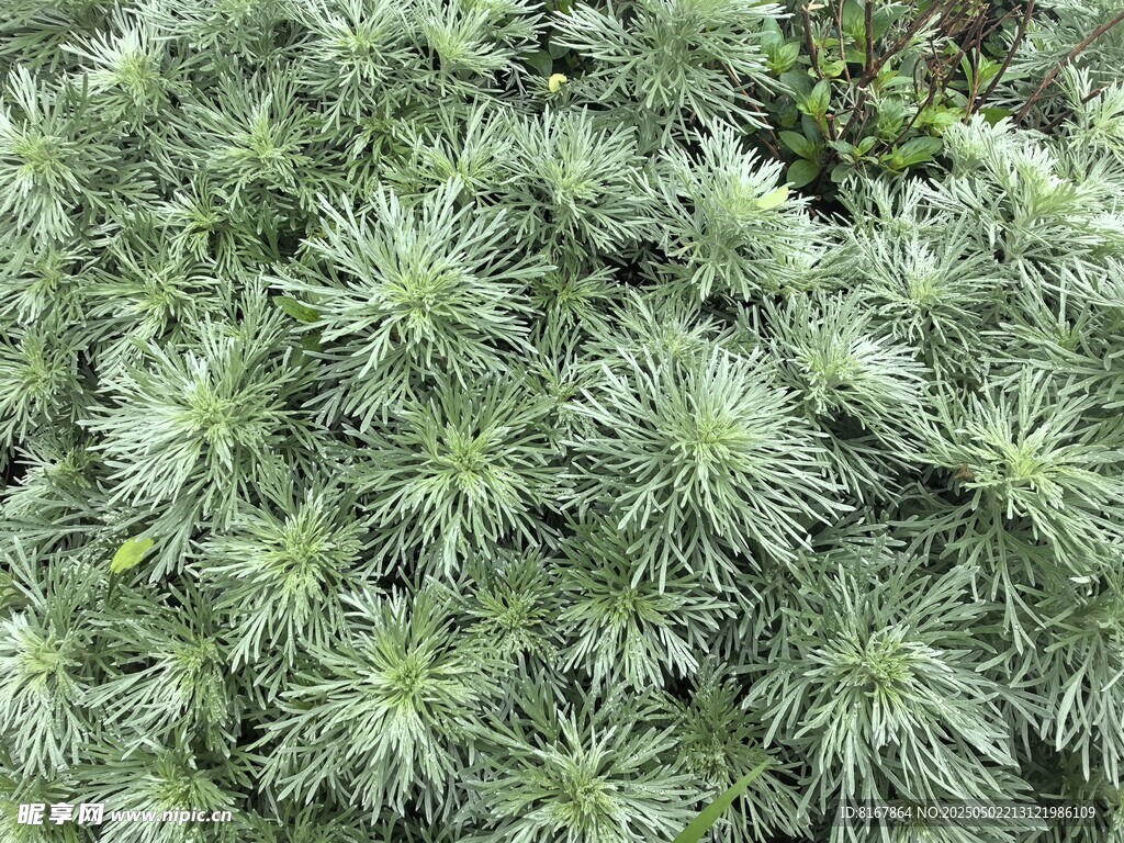 银叶菊植物特写