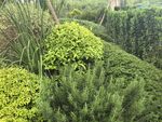 绿意盎然的园林植物景观
