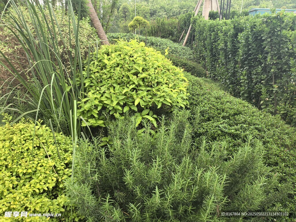 绿意盎然的园林植物景观