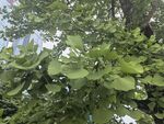 翠绿银杏枝叶繁茂