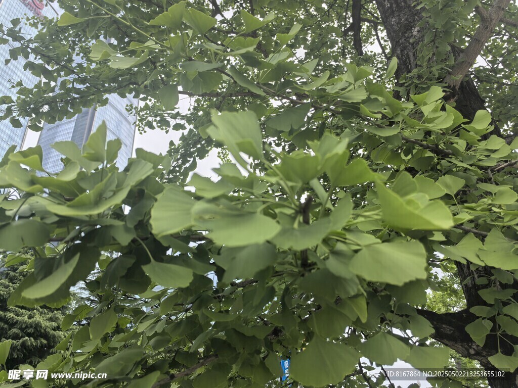 翠绿银杏枝叶繁茂