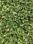 翠绿繁茂的植物墙景观