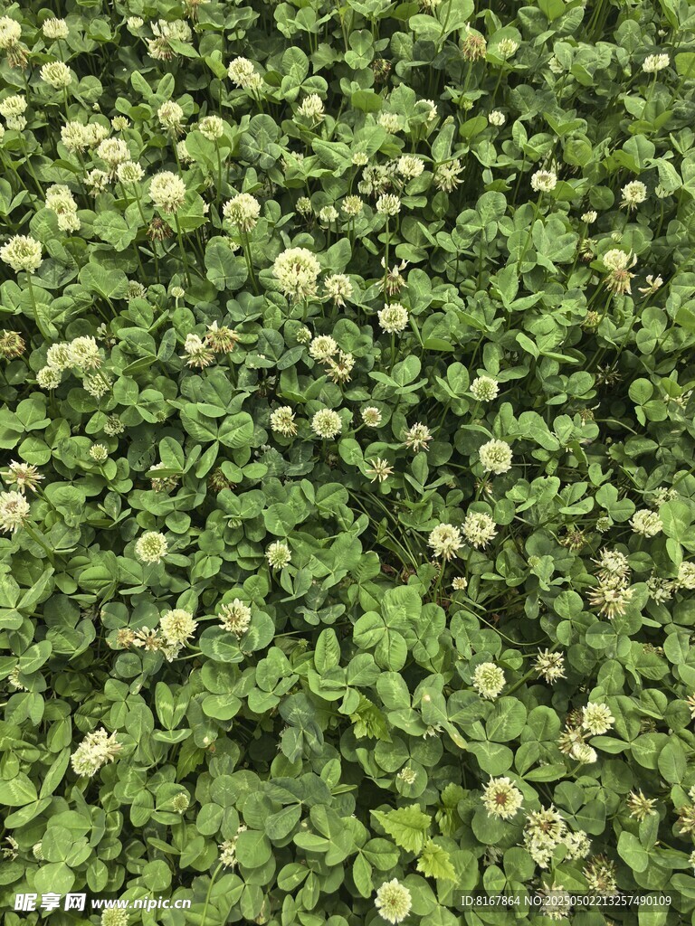 翠绿繁茂的植物墙景观