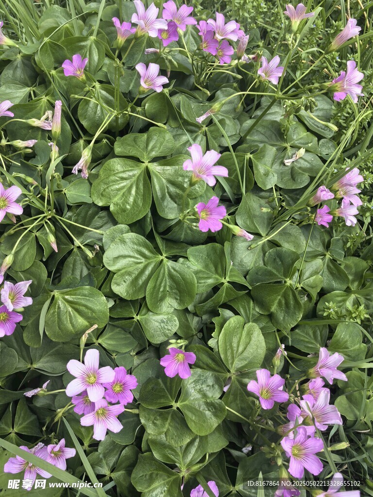 粉色小花与绿叶植物景观