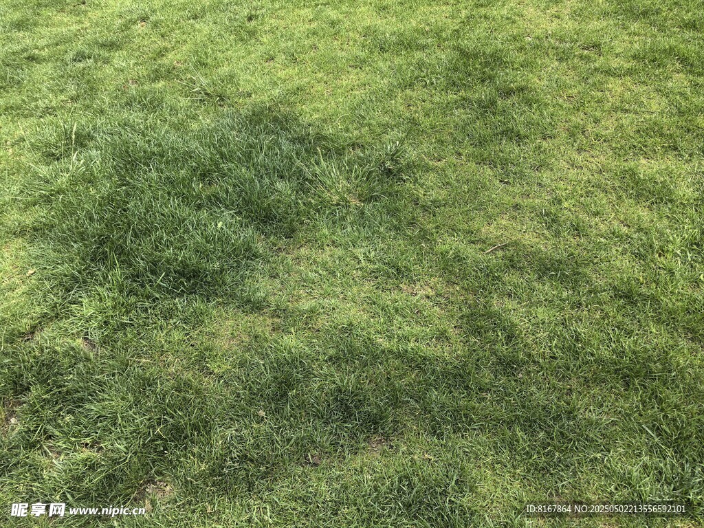 翠绿草地特写