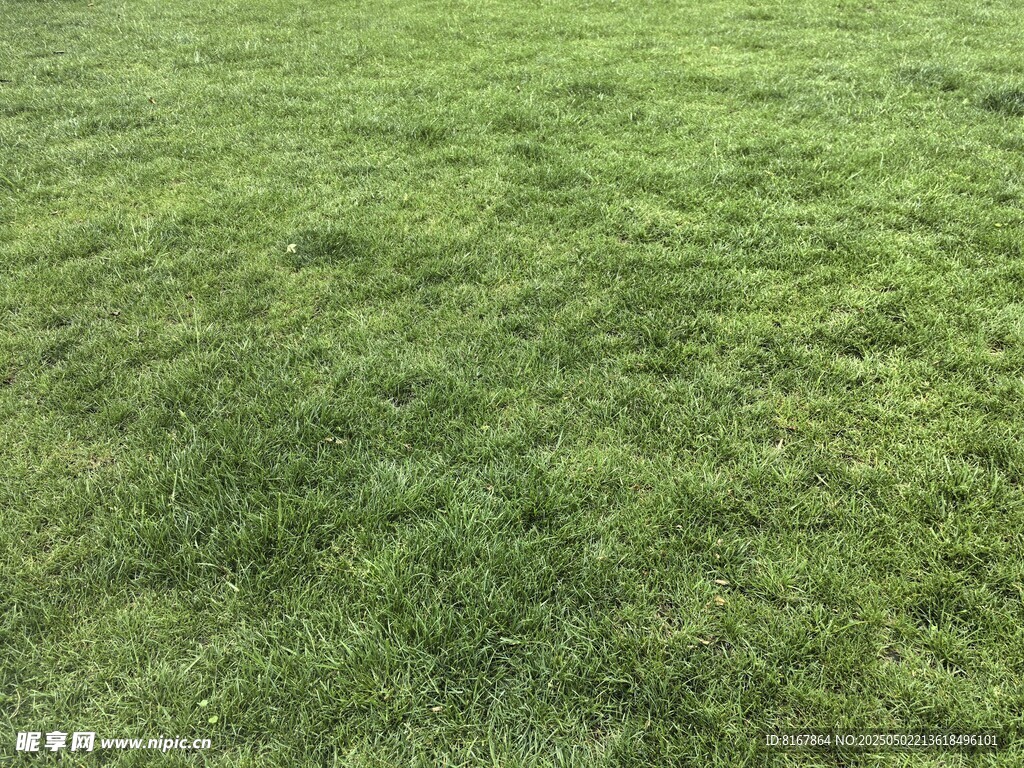 翠绿草地生机盎然